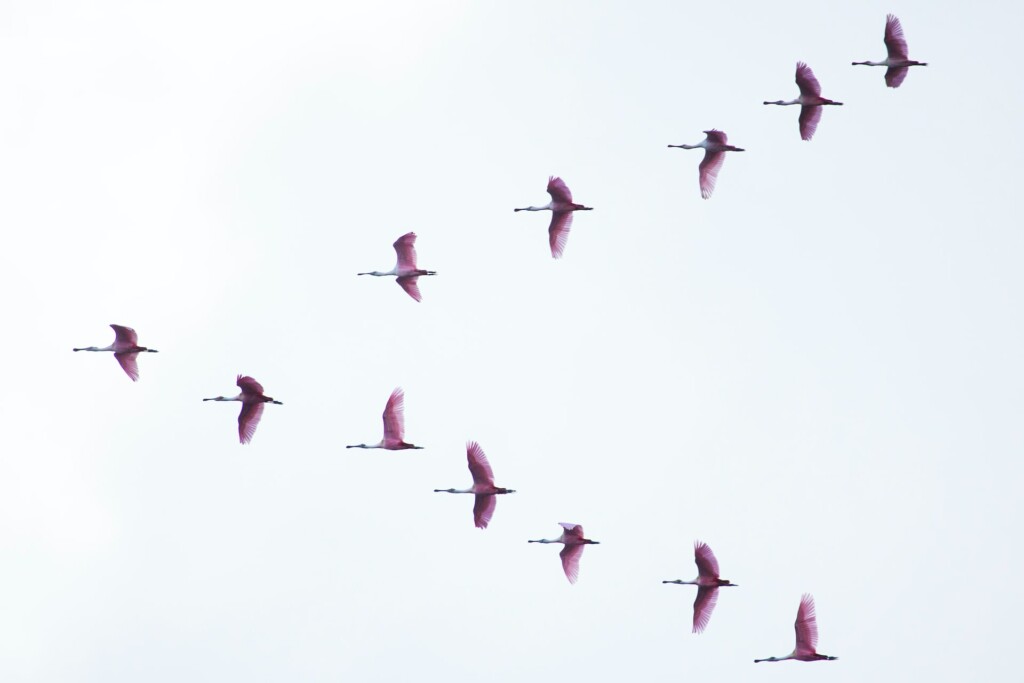 Zugvögel_julia-craice-faCwTallTC0-unsplash